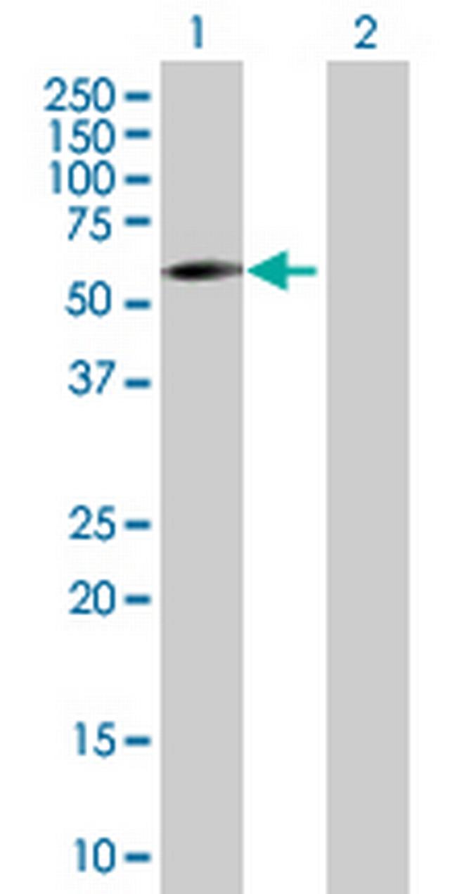 DHCR24 Antibody in Western Blot (WB)