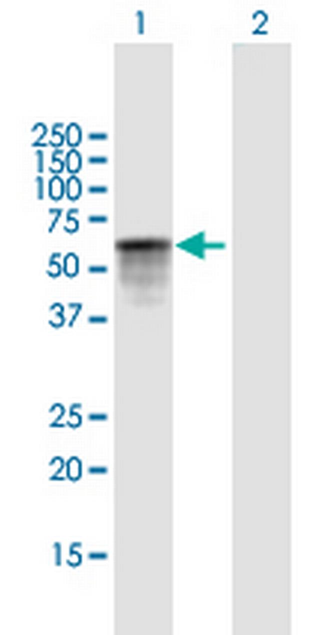 DOK1 Antibody in Western Blot (WB)