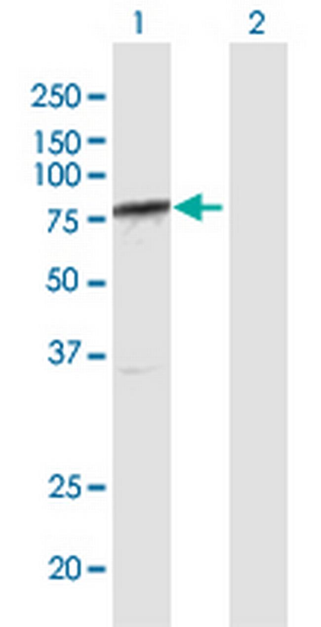 ARID3A Antibody in Western Blot (WB)