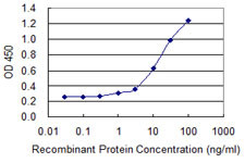 DUSP3 Antibody in ELISA (ELISA)