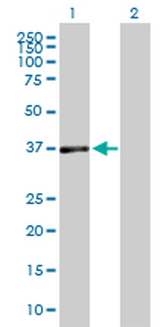 DUSP7 Antibody in Western Blot (WB)