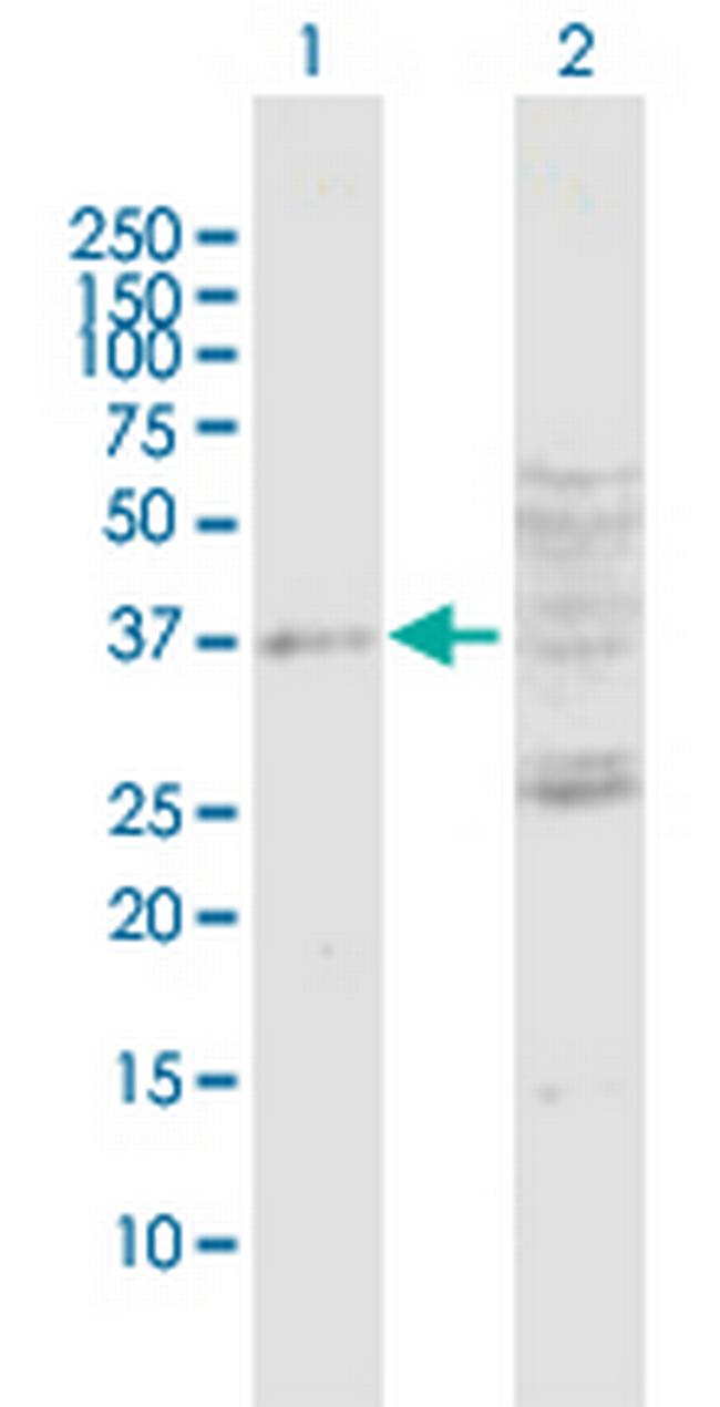 DUSP7 Antibody in Western Blot (WB)