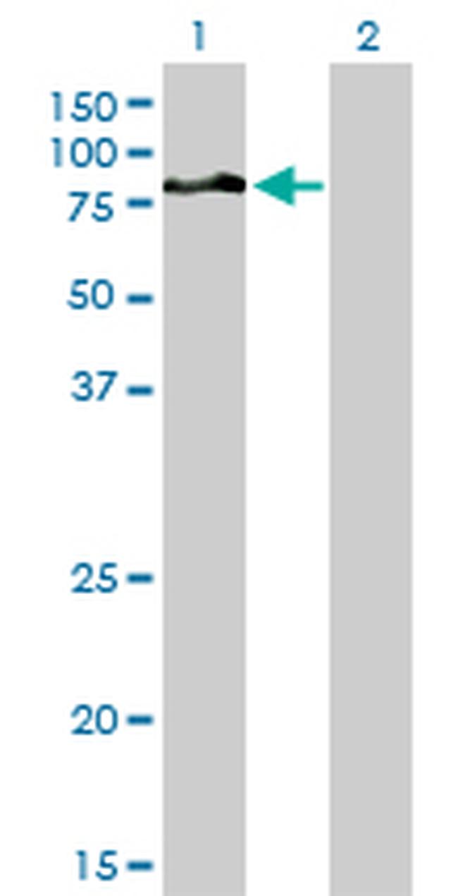 DVL3 Antibody in Western Blot (WB)