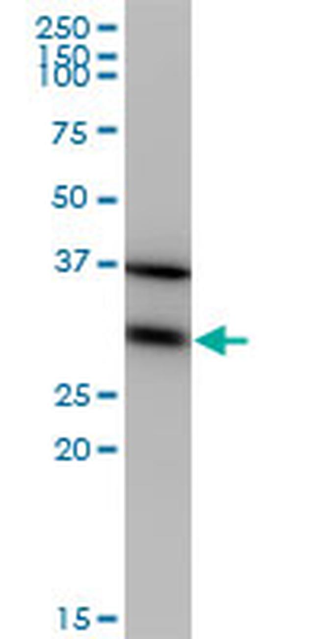 EEF1B2 Antibody in Western Blot (WB)