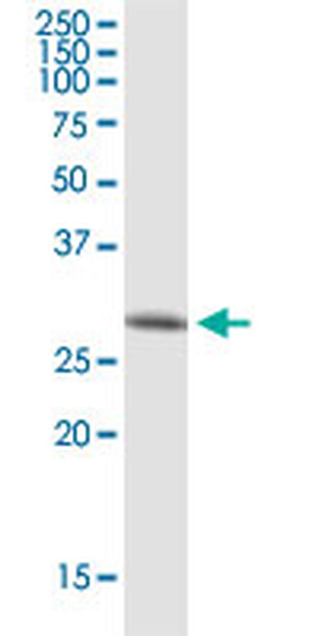EEF1B2 Antibody in Western Blot (WB)