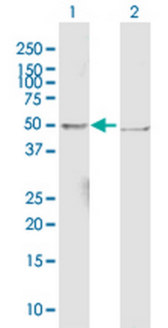 EEF1G Antibody in Western Blot (WB)