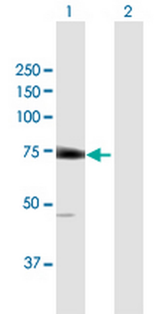 EIF2D Antibody in Western Blot (WB)
