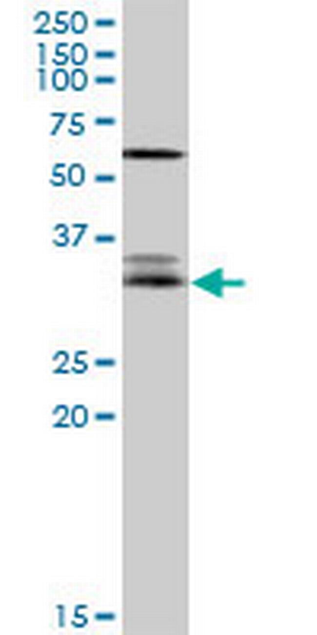 EFNA3 Antibody in Western Blot (WB)
