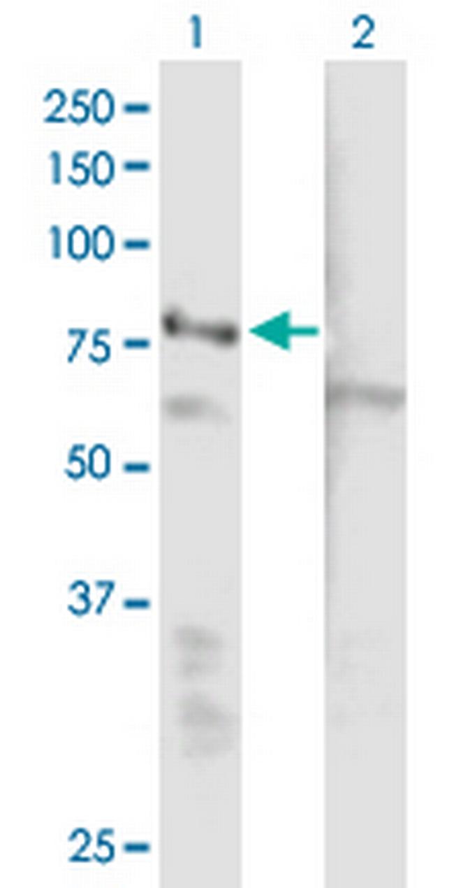 EHHADH Antibody in Western Blot (WB)
