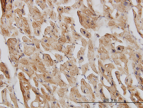 EIF4G2 Antibody in Immunohistochemistry (Paraffin) (IHC (P))