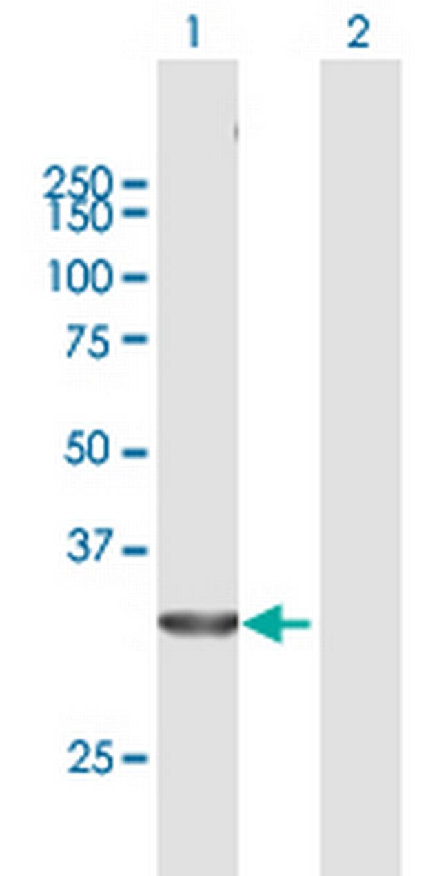 ELAVL1 Antibody in Western Blot (WB)