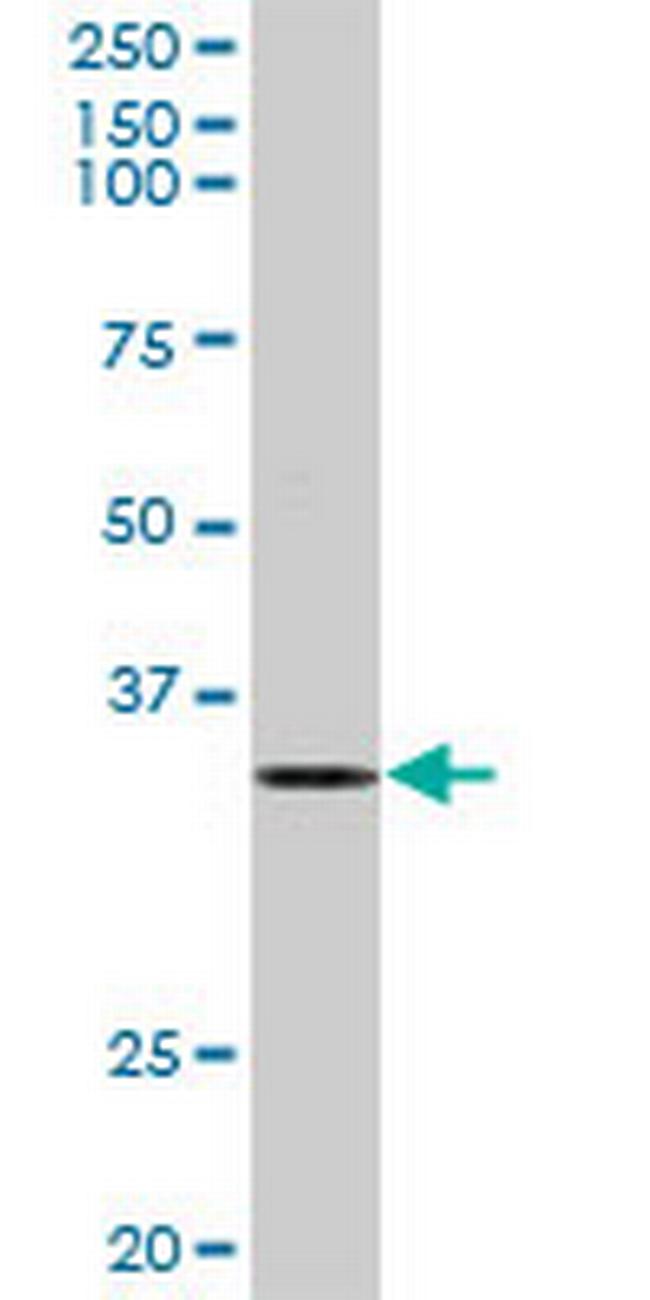 ELAVL1 Antibody in Western Blot (WB)