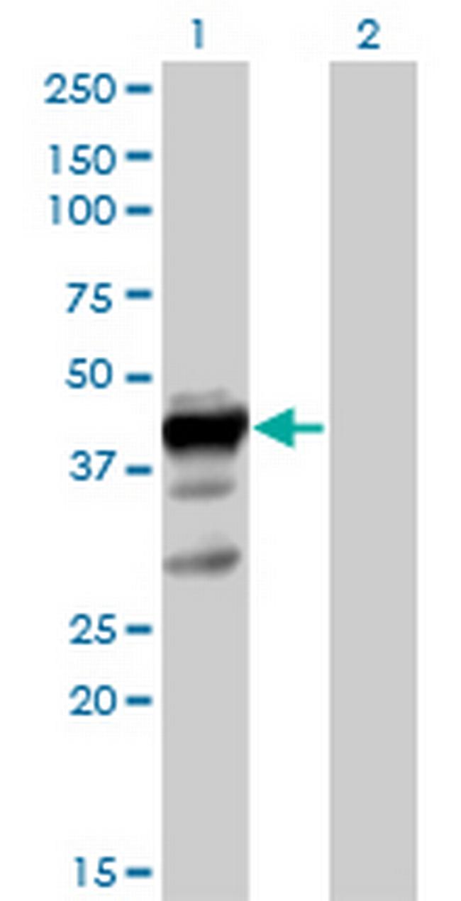 ELAVL3 Antibody in Western Blot (WB)