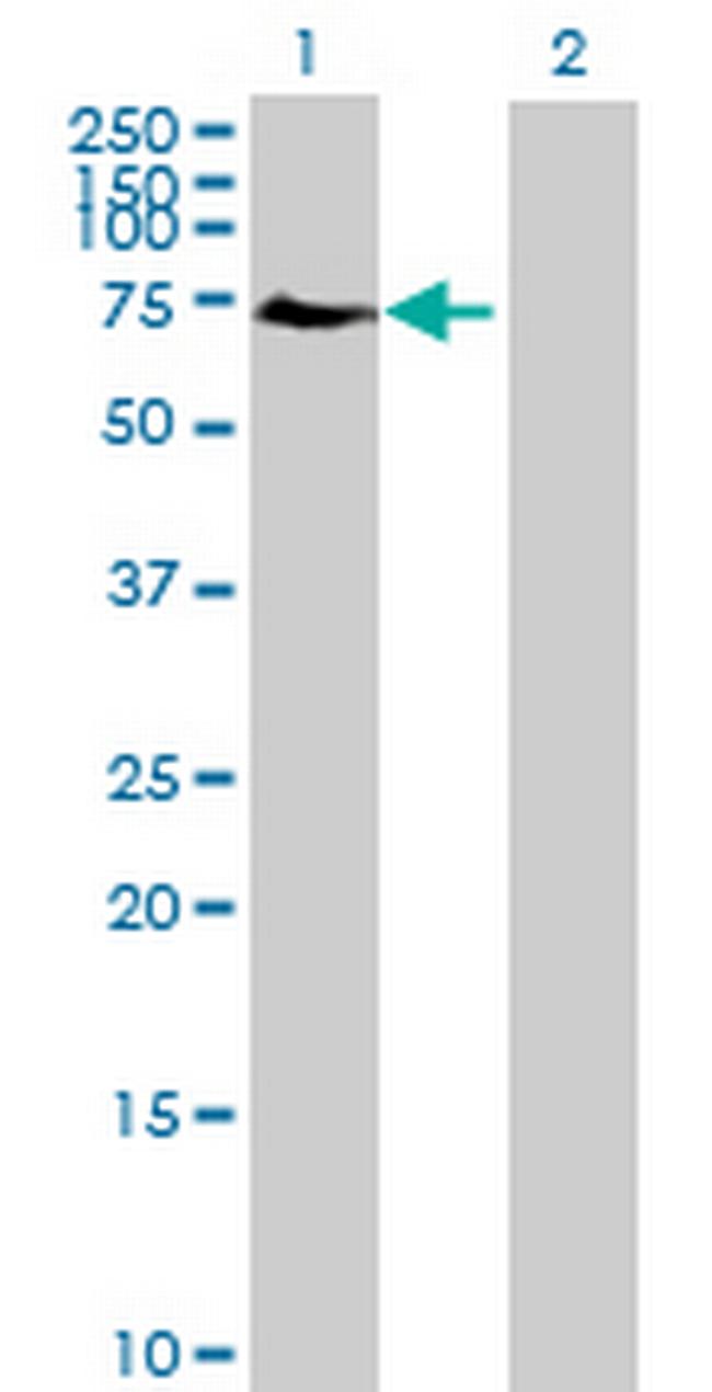 ELF2 Antibody in Western Blot (WB)