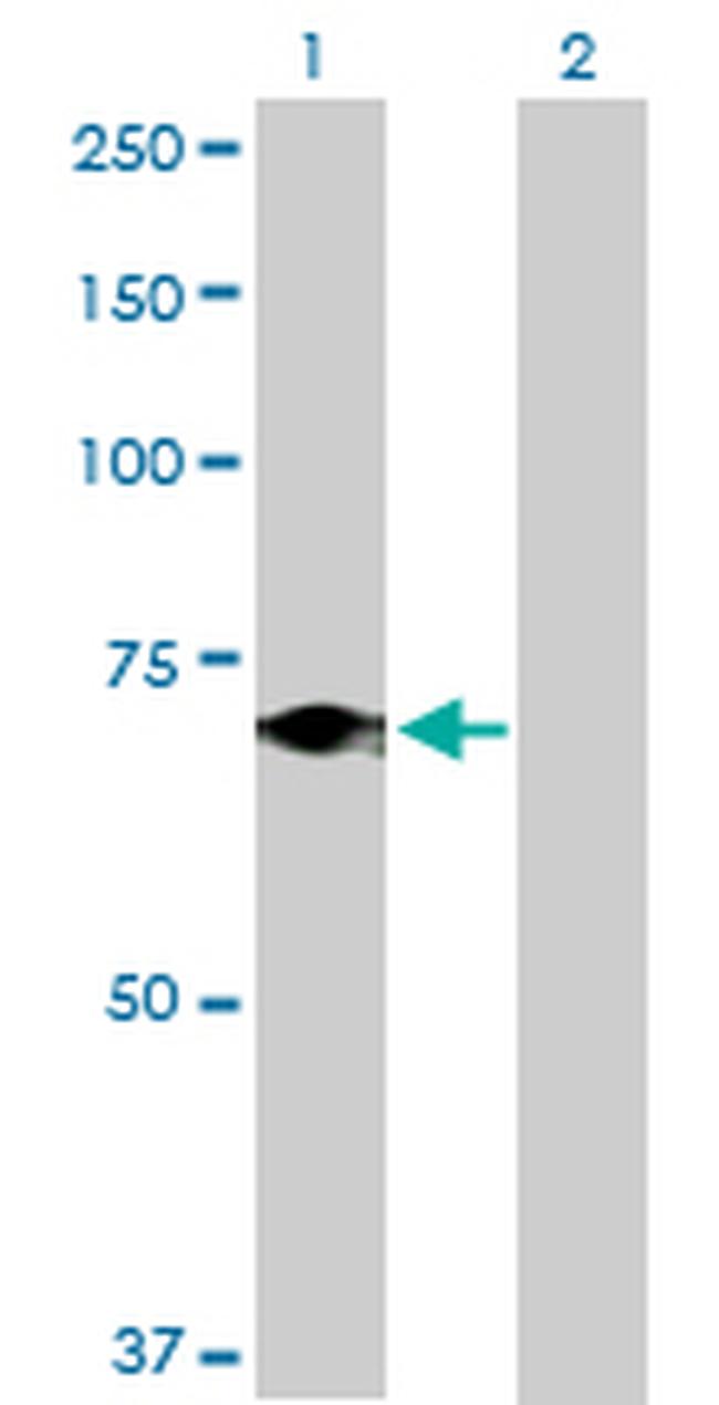 ELF4 Antibody in Western Blot (WB)