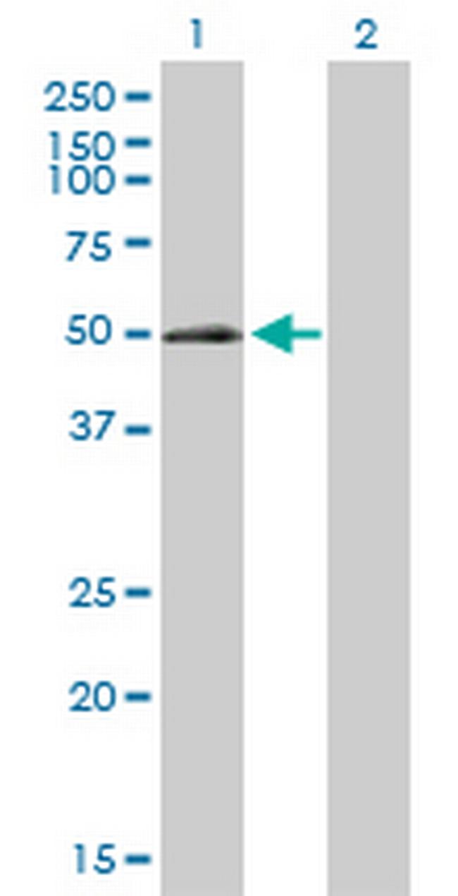 ELK3 Antibody in Western Blot (WB)