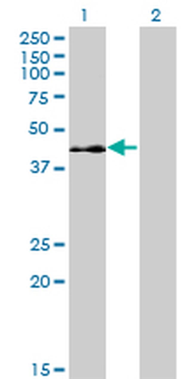 ELK3 Antibody in Western Blot (WB)