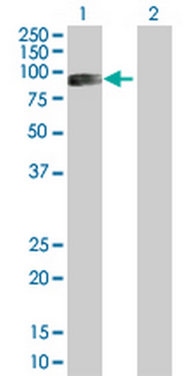 CTTN Antibody in Western Blot (WB)