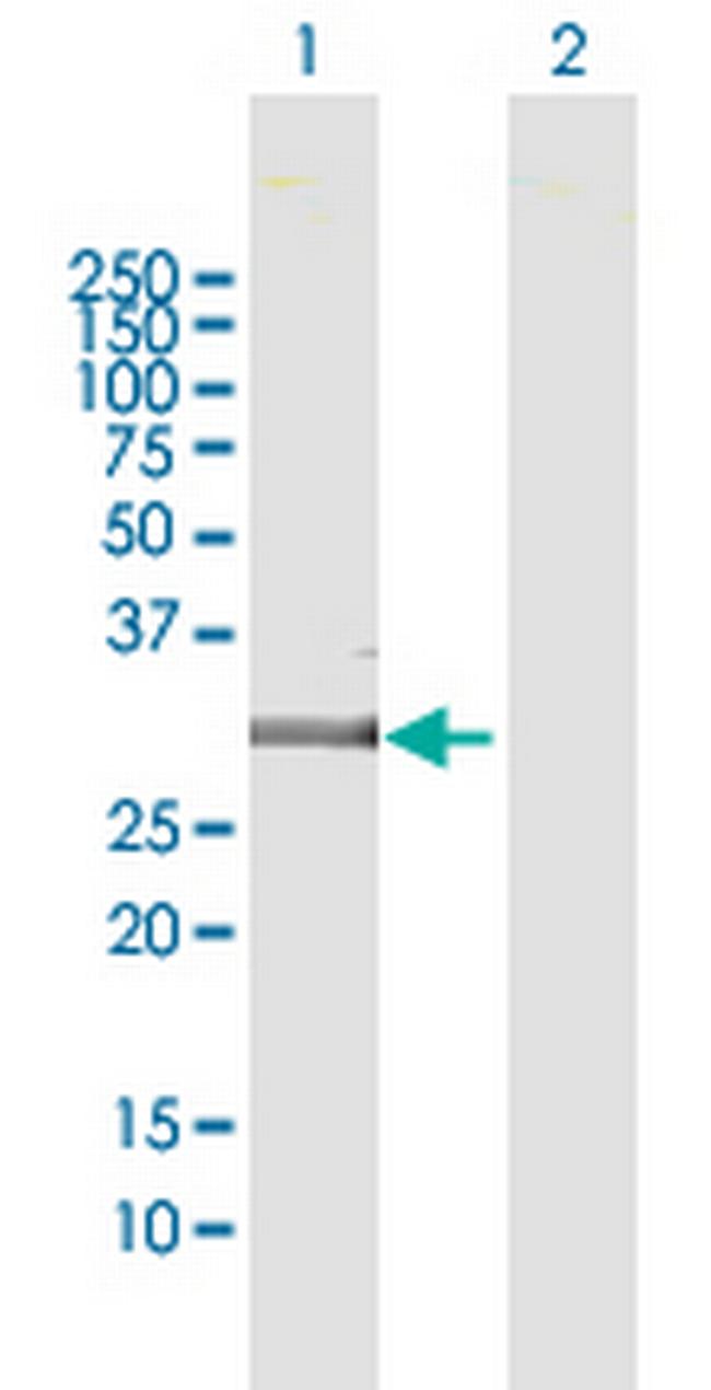 EMX2 Antibody in Western Blot (WB)