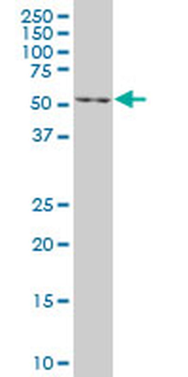 EN1 Antibody in Western Blot (WB)