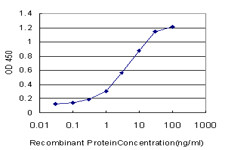 ENG Antibody in ELISA (ELISA)