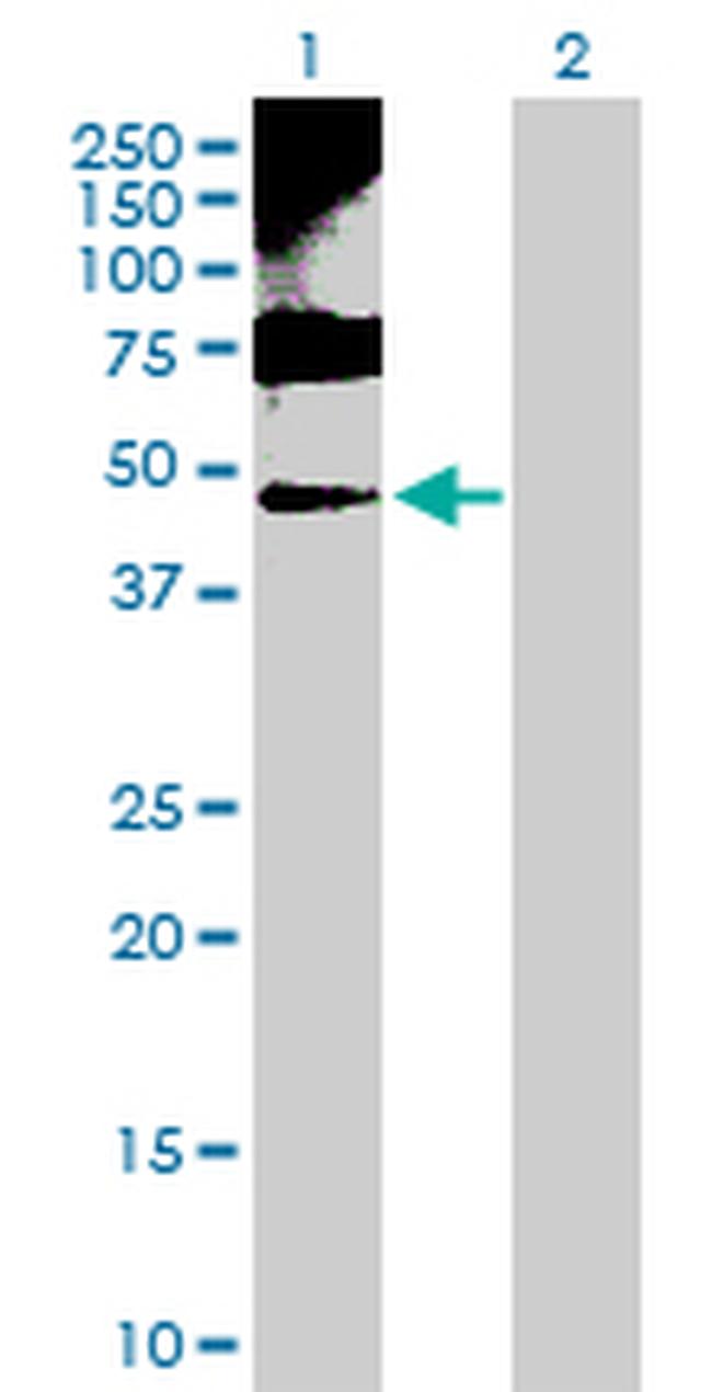 ENO1 Antibody in Western Blot (WB)