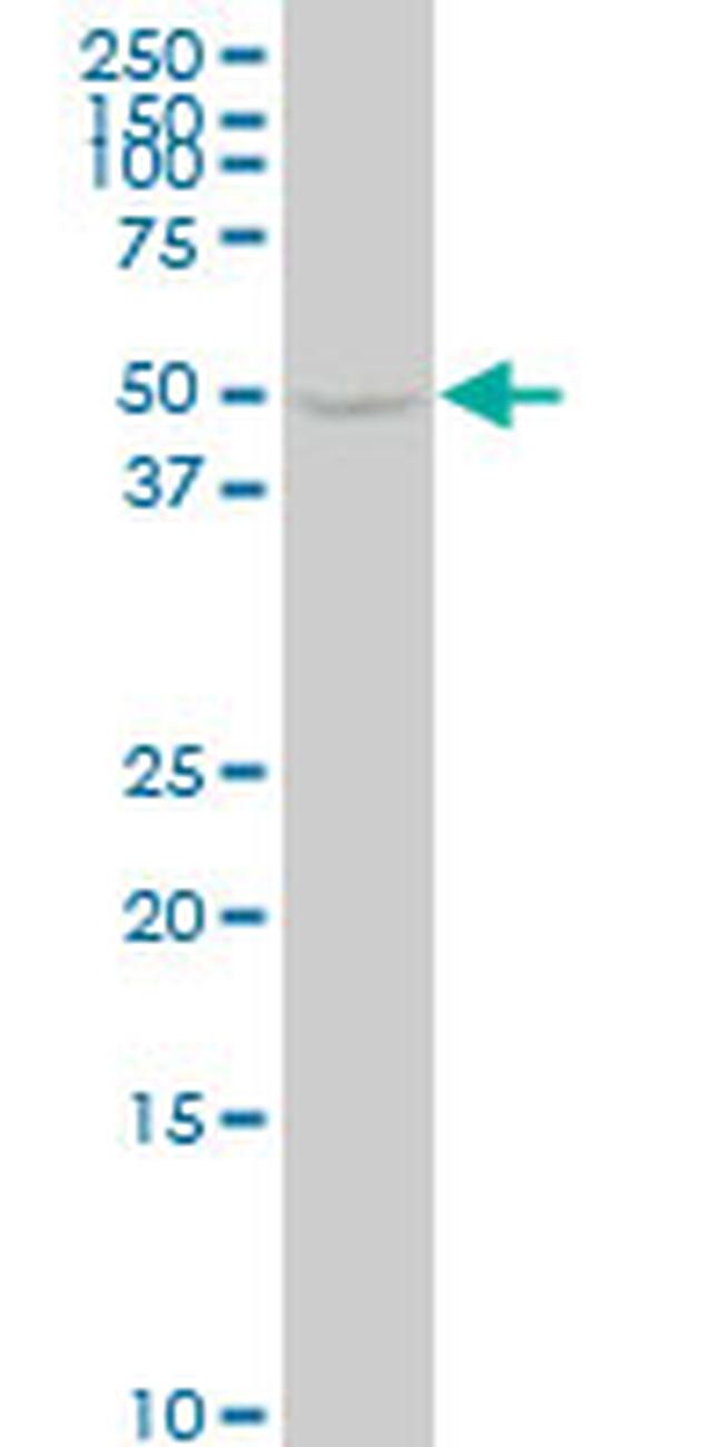 ENO1 Antibody in Western Blot (WB)