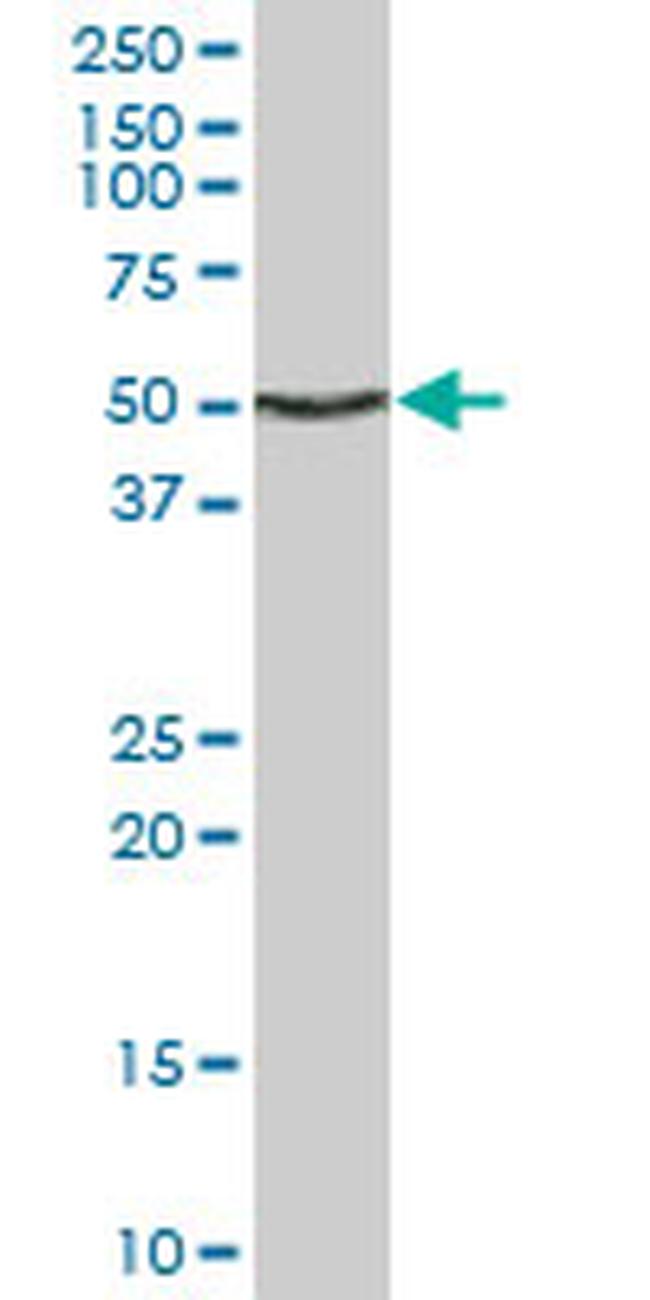 ENO1 Antibody in Western Blot (WB)