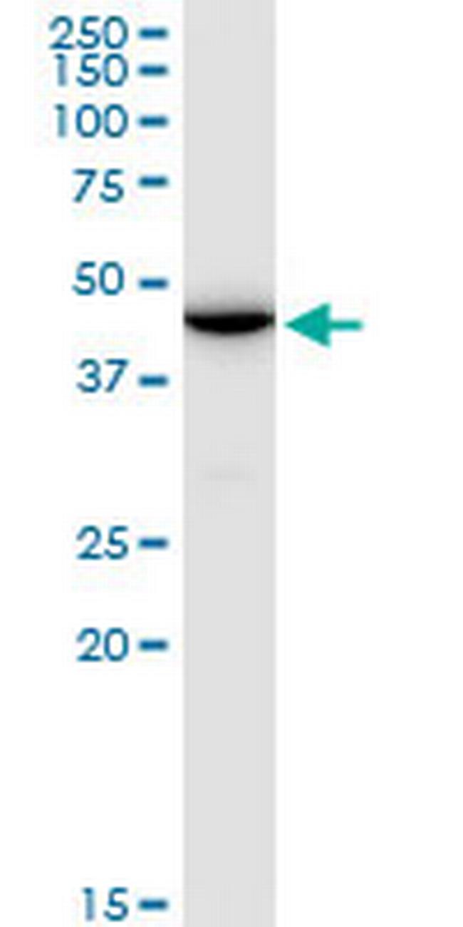 ENO1P Antibody in Western Blot (WB)