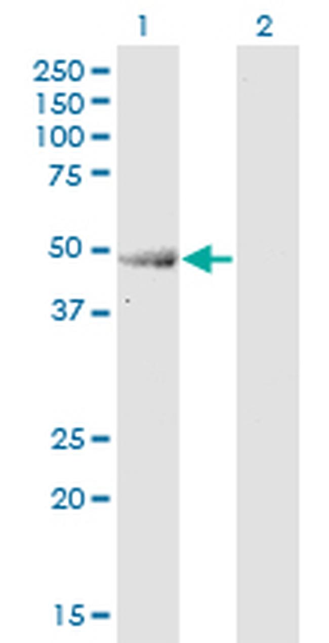 ENO3 Antibody in Western Blot (WB)