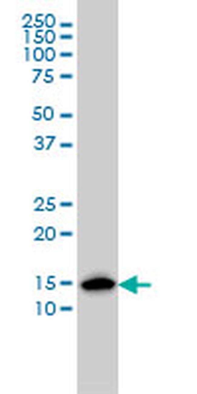 ENSA Antibody in Western Blot (WB)