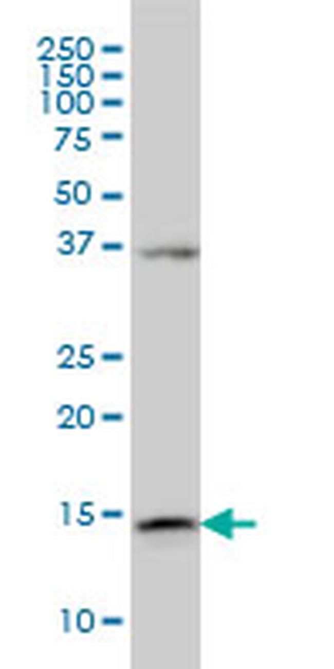 ENSA Antibody in Western Blot (WB)