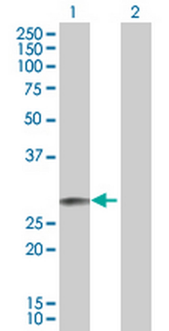 EPO Antibody in Western Blot (WB)