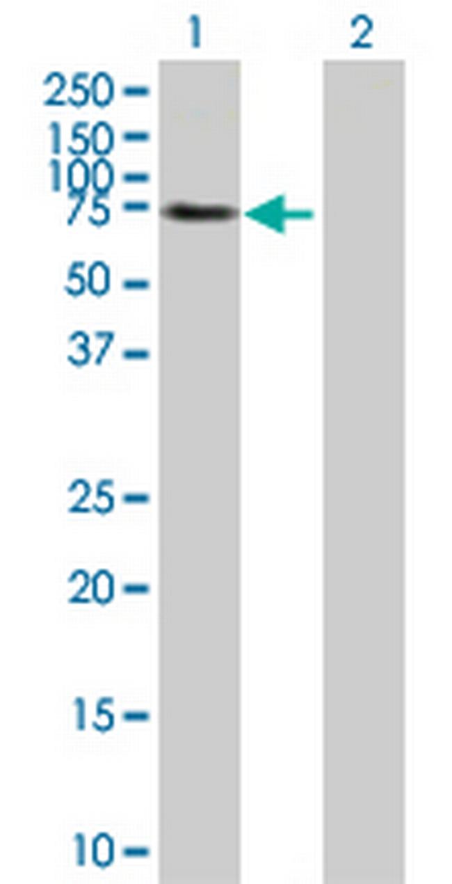 EPOR Antibody in Western Blot (WB)