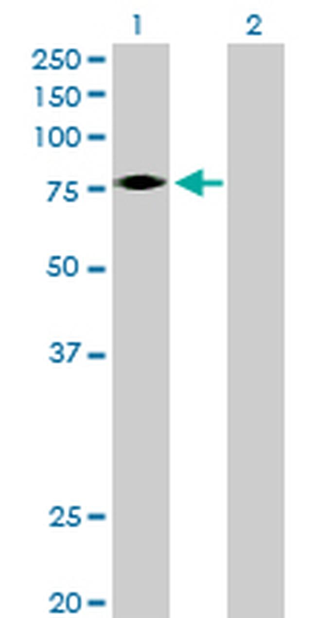 EPOR Antibody in Western Blot (WB)