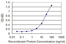 ERBB2 Antibody in ELISA (ELISA)