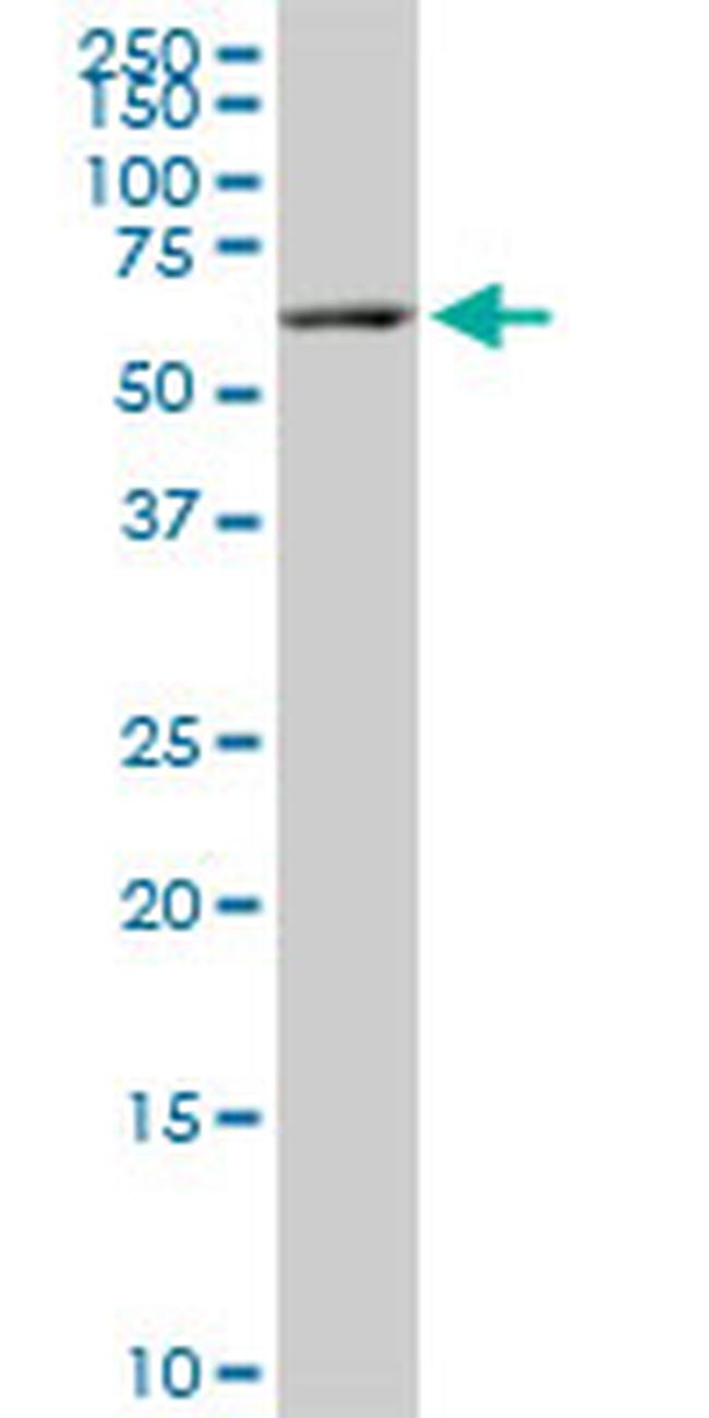 FAAH Antibody in Western Blot (WB)