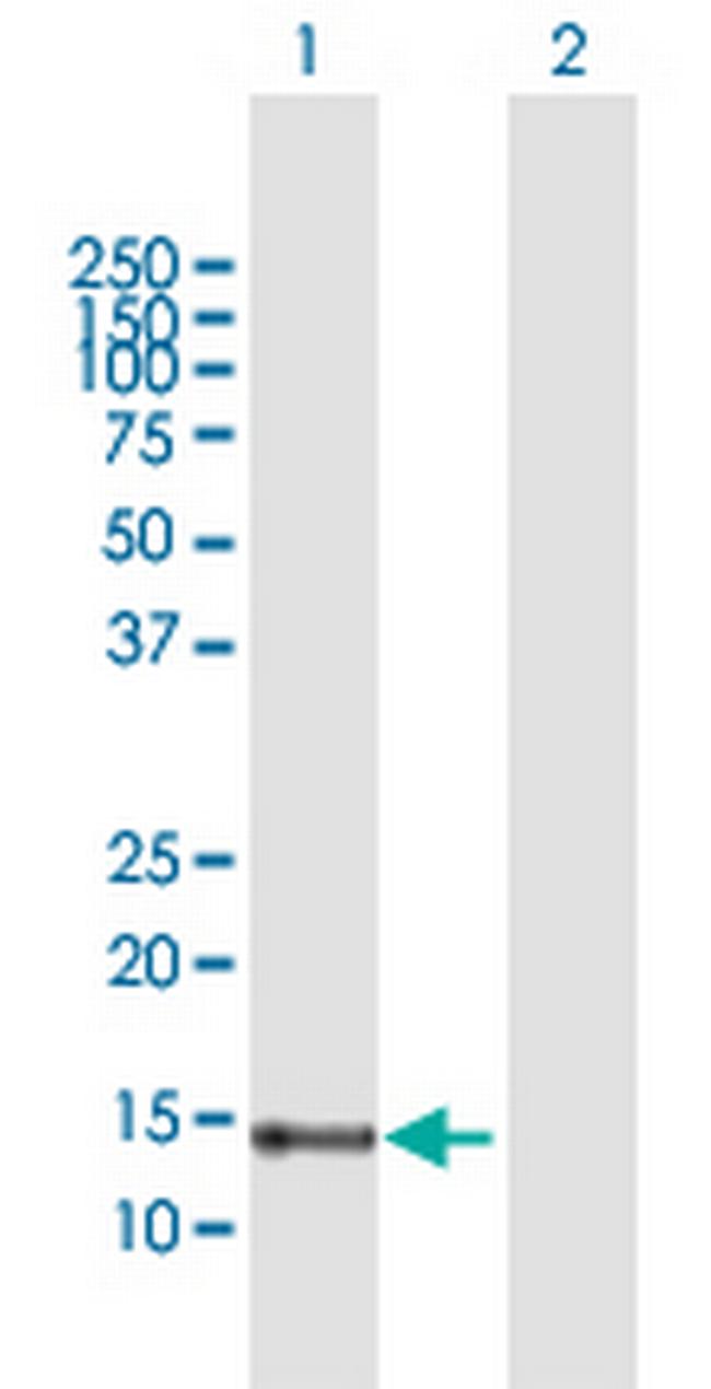 FABP7 Antibody in Western Blot (WB)
