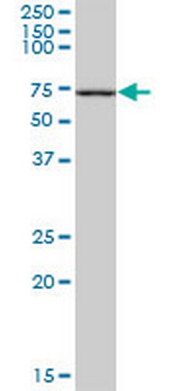 FANCC Antibody in Western Blot (WB)