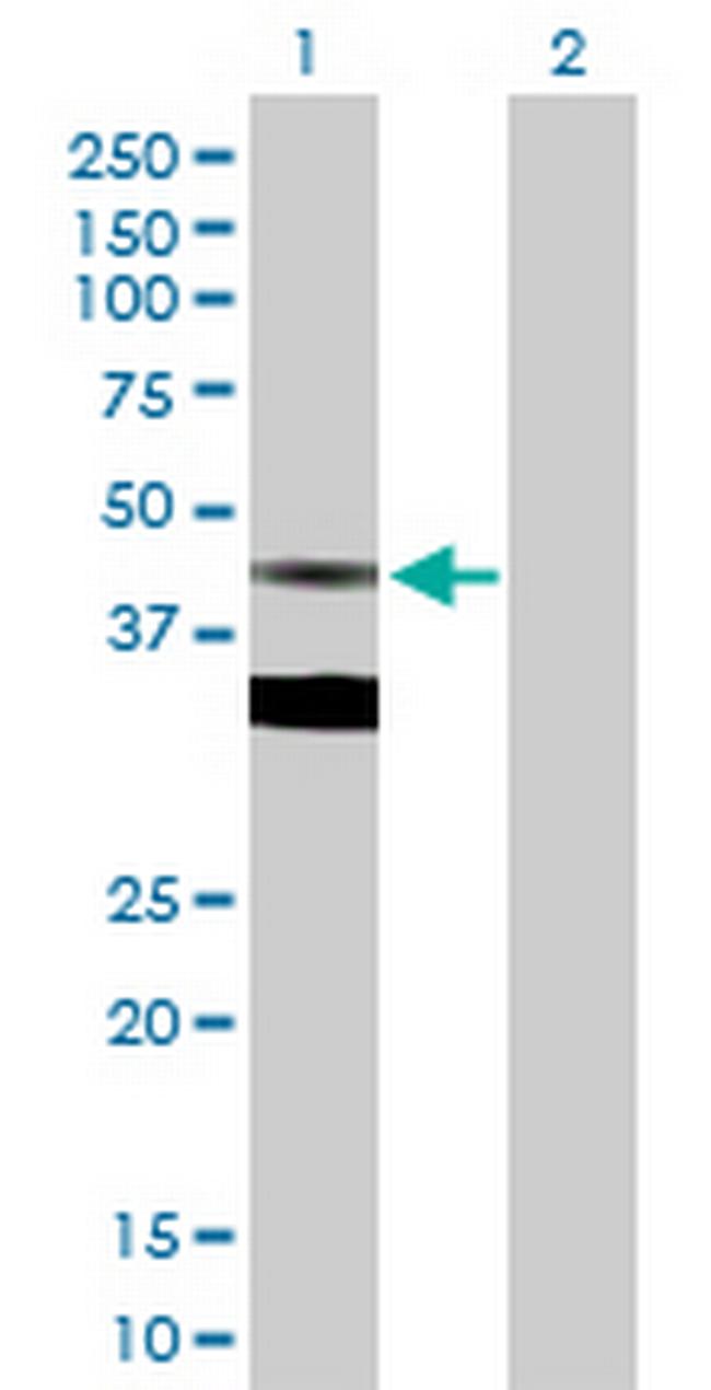 FDPS Antibody in Western Blot (WB)
