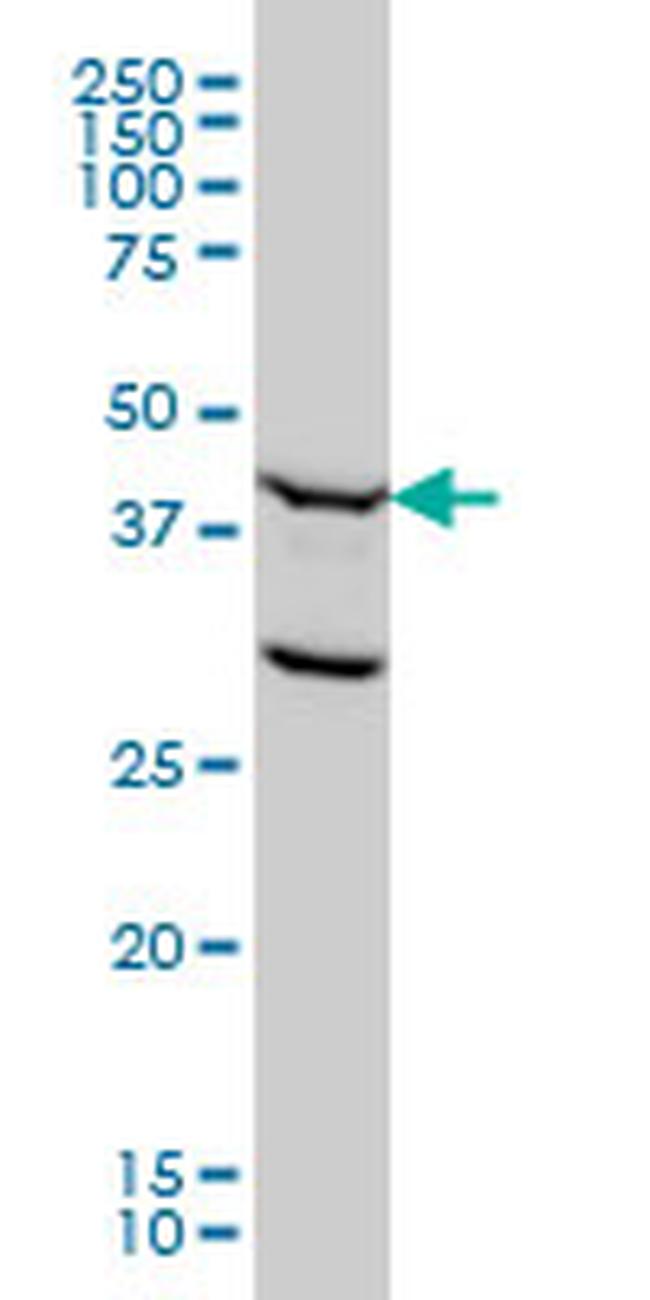 FEN1 Antibody in Western Blot (WB)