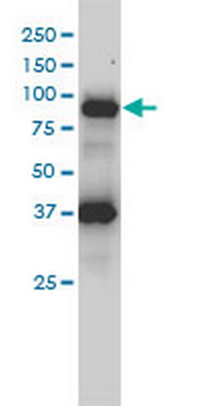 FES Antibody in Western Blot (WB)
