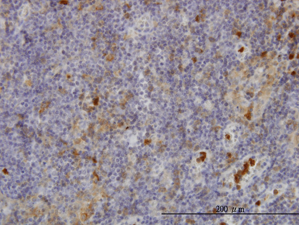 FGR Antibody in Immunohistochemistry (Paraffin) (IHC (P))