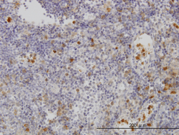 FGR Antibody in Immunohistochemistry (Paraffin) (IHC (P))
