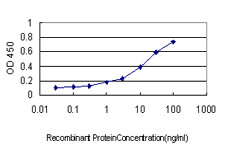 FHIT Antibody in ELISA (ELISA)
