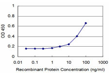 FHIT Antibody in ELISA (ELISA)