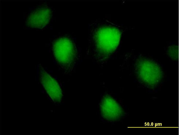 FHL1 Antibody in Immunocytochemistry (ICC/IF)
