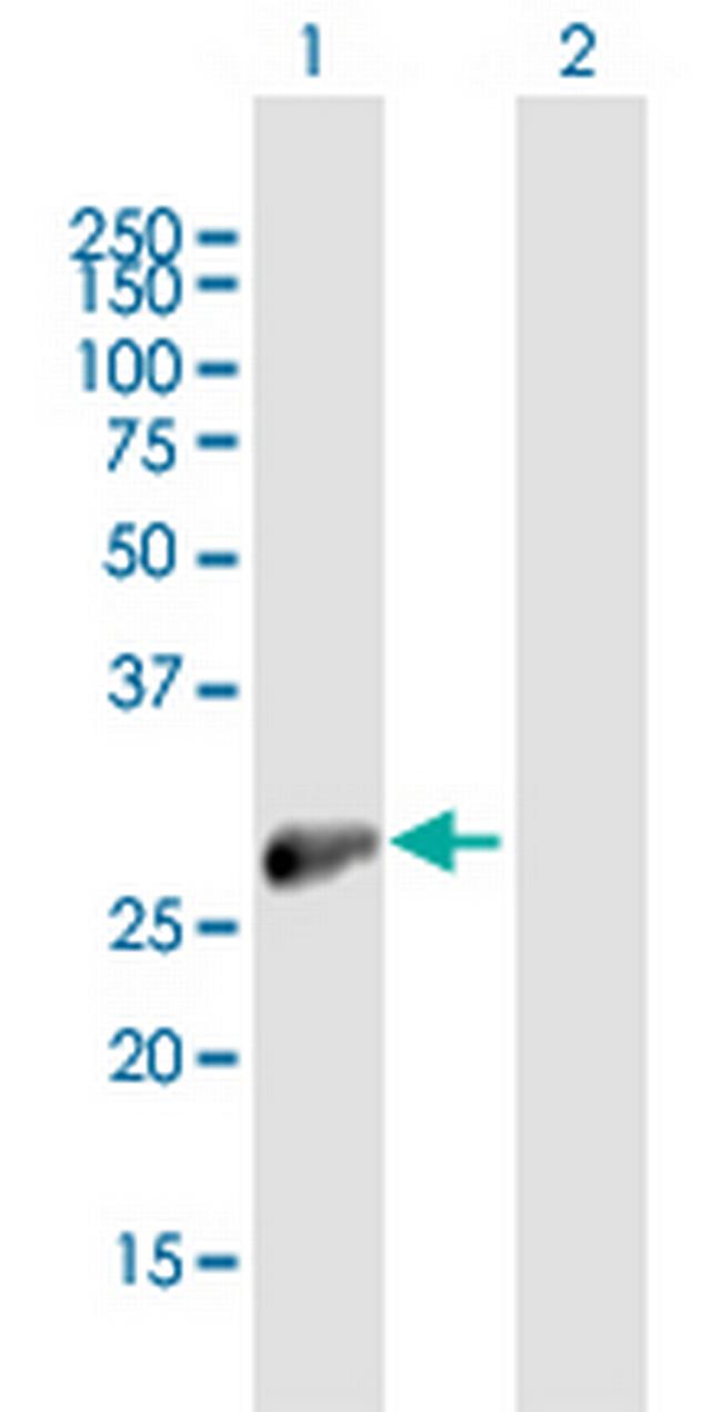 FHL3 Antibody in Western Blot (WB)