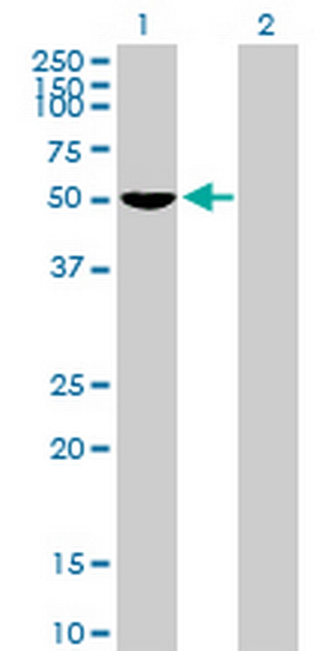 FOXD4 Antibody in Western Blot (WB)
