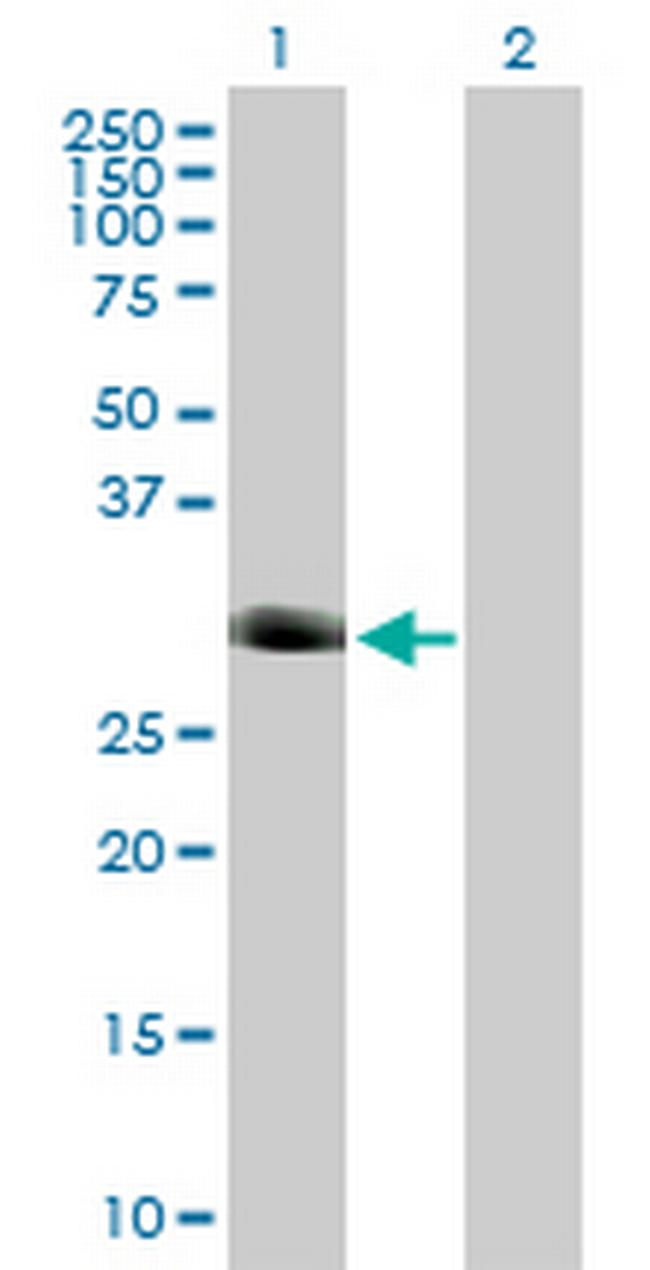 FOXI1 Antibody in Western Blot (WB)